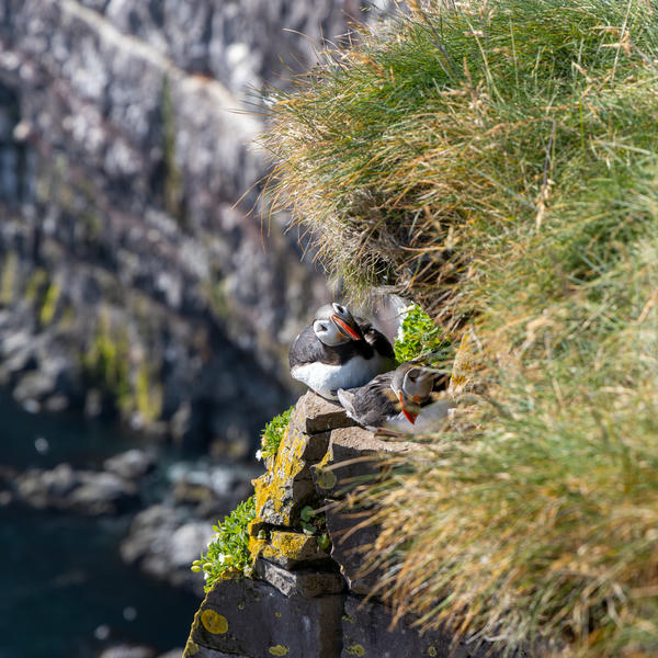 Puffins