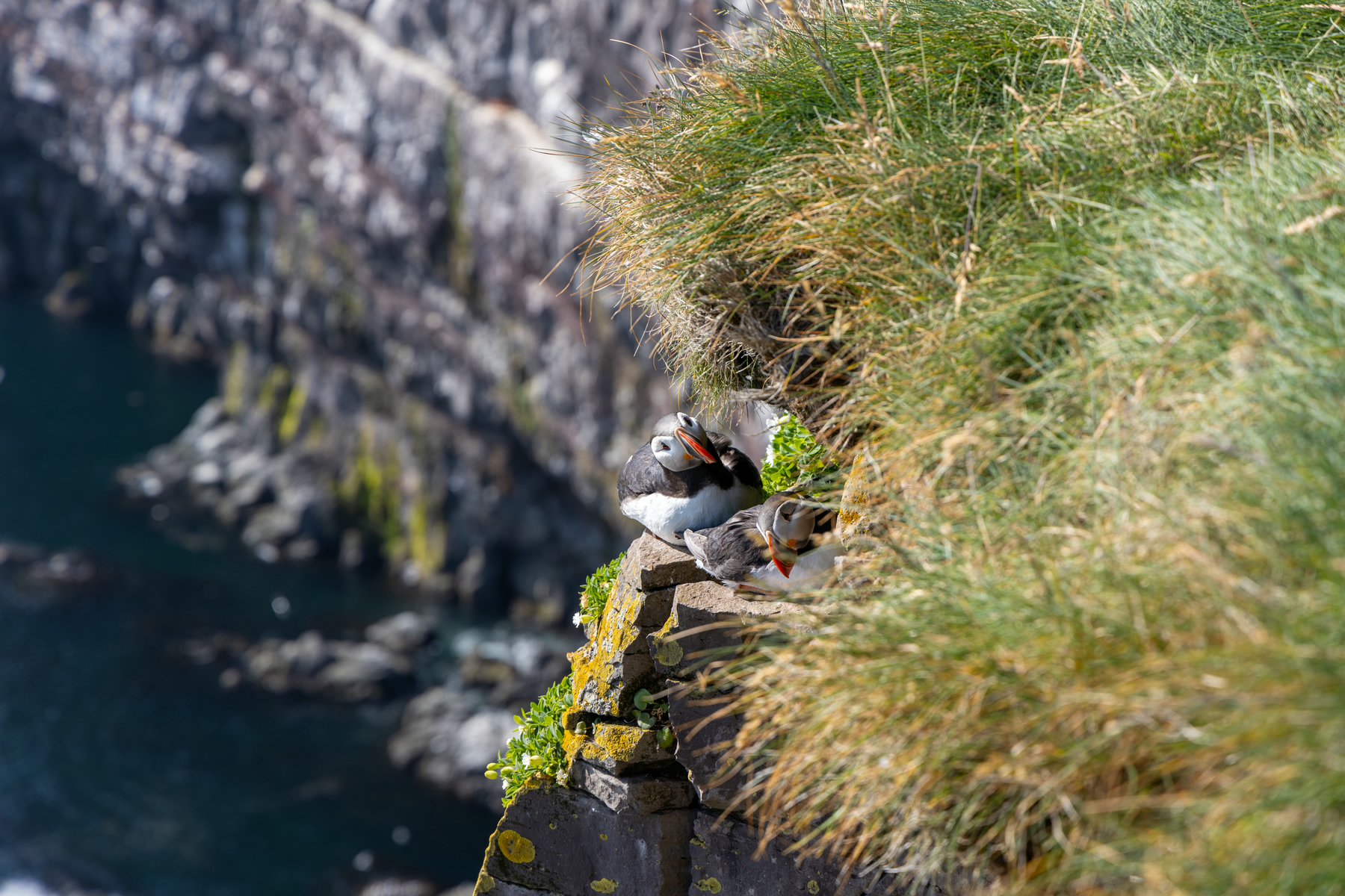 Puffins